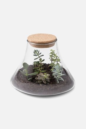 Terrario-gota-com-tampa