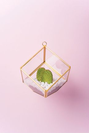 Terrario-box