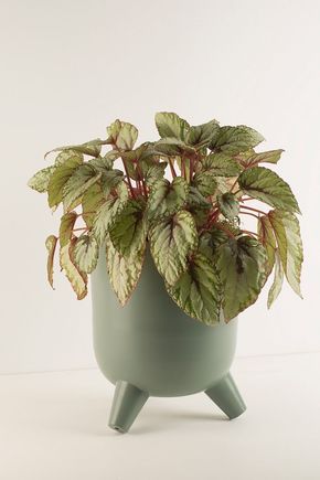 Vaso-de-chao-metal-verde