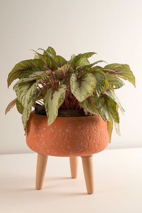 Vaso-tripe-terracota