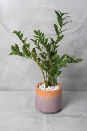 Vaso-malmo-alto-g