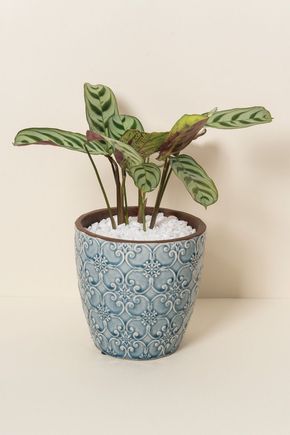 Vaso-marinho-boho