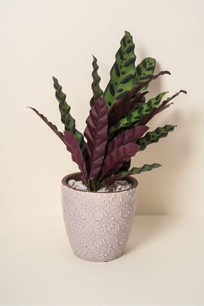Vaso-rose-boho