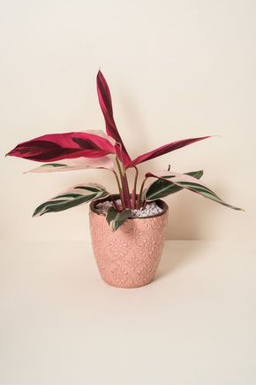 Vaso-vermelho-boho
