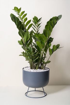 Vaso-de-piso