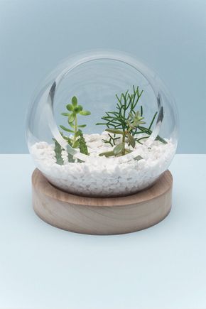 Terrario-com-base-de-madeira-bola