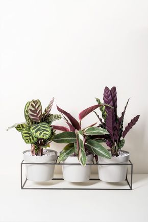 Vaso-triplo-arestas