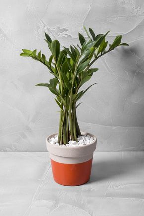 Vaso-meio-a-meio-laranja-p