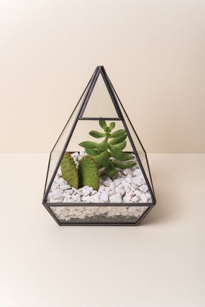Terrario-piramide