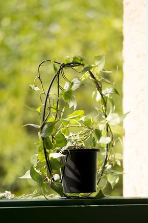 Vaso-aro-preto