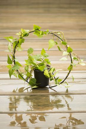 Vaso-aro-preto
