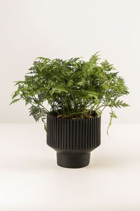 Vaso-ceramica-com-base-preto