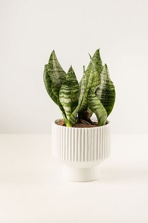 Vaso-ceramica-com-base-branco