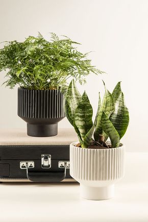 Vaso-ceramica-com-base-branco