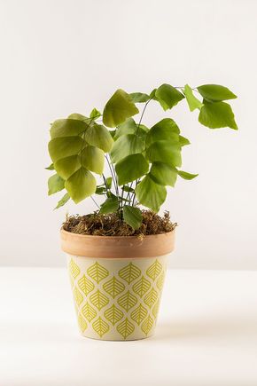 Cachepot-folhas