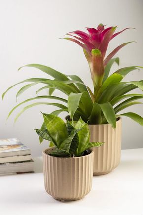 Vaso-linhas-rose-p