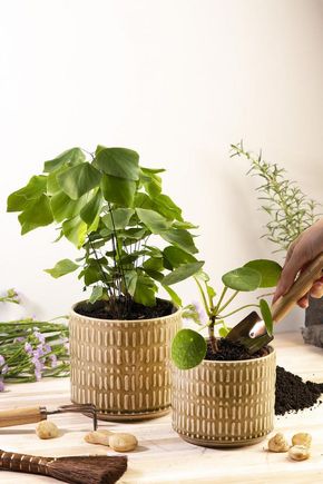 Conjunto-2-cachepots-oliva