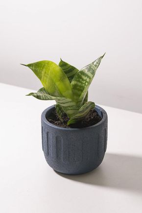 Vaso-cimento-azul