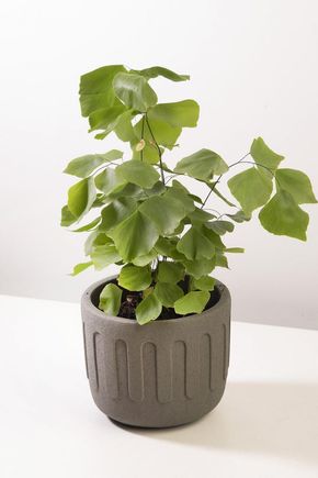 Vaso-cimento-cinza