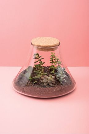 Terrario-gota-com-tampa