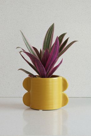 Vaso-abas-p