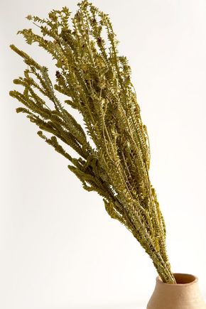Capim-Seco-Verde-e-Amarelo