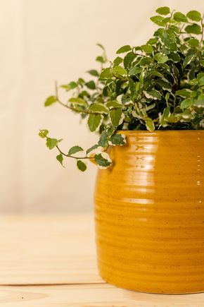 Vaso-glaze-amarelo-m