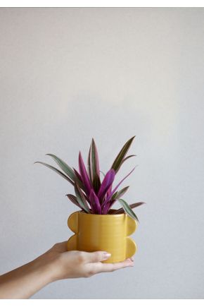 Vaso-Abas-P